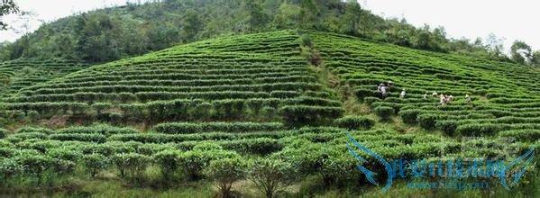 漳平水仙 漳平水仙茶 漳平水仙茶-产地环境，漳平水仙茶-品质特点