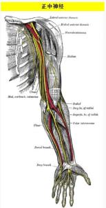 正中神经支配的肌肉 正中神经 正中神经-肌支，正中神经-皮支