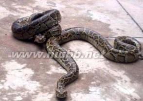 动物园蟒蛇生吞游客 蟒蛇 蟒蛇-动物简介，蟒蛇-物种特征