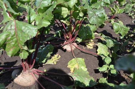 红甜菜 红甜菜-植物简介，红甜菜-形态特征