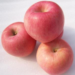 烟台红富士苹果 烟台红富士苹果-特征，烟台红富士苹果-生长周期