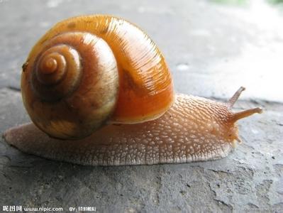 蜗牛 软体动物  蜗牛 软体动物 -简介，蜗牛 软体动物 -外形结构