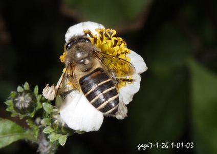 中华蜜蜂 中华蜜蜂-形态特征，中华蜜蜂-生活习性