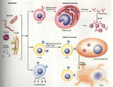 免疫细胞种类 免疫细胞 免疫细胞-简介，免疫细胞-种类介绍