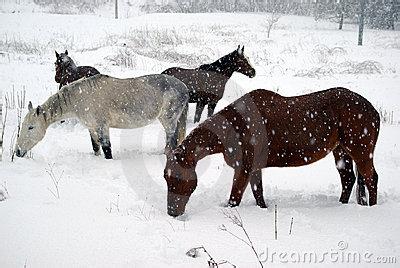 马雪 马雪-人物经历，马雪-主要作品