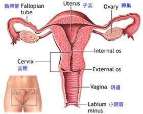 子宫粘连 子宫粘连-病因，子宫粘连-临床表现
