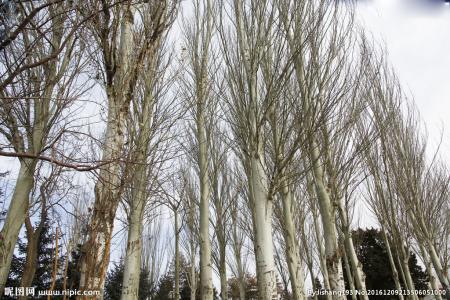 白杨树种类 白杨树种类-简介，白杨树种类-特征