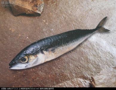 鲐鱼和鲅鱼的区别 鲐鱼 鲐鱼-生物学特征，鲐鱼-与鲅鱼的主要区别