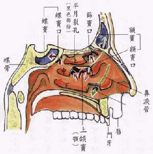 上呼吸道感染名词解释 呼吸道 呼吸道-解释，呼吸道-功能