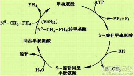同型半胱氨酸 同型半胱氨酸-名词解释，同型半胱氨酸-转化途径