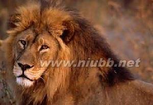 非洲狮 非洲狮-外形特征，非洲狮-动物简介