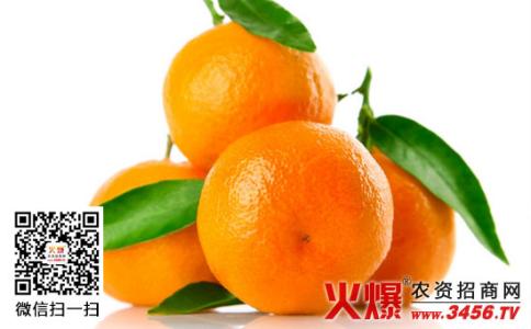 橘子 橘子-植物学史，橘子-形态特征