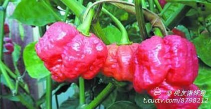 特立尼达莫鲁加蝎子 世界最辣的辣椒――特立尼达莫鲁加蝎子