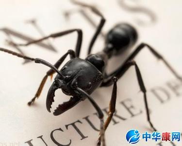 黑蚂蚁 黑蚂蚁-基本信息，黑蚂蚁-主要功效