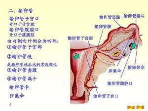 输卵管的位置 输卵管 输卵管-位置，输卵管-功能