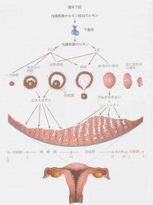 黄体不足 黄体不足-表现，黄体不足-病理