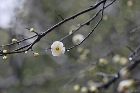 春寒 梅尧臣 梅尧臣《春寒》阅读答案