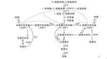 嘌呤代谢 嘌呤代谢-简介，嘌呤代谢-嘌呤代谢紊乱