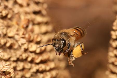 蜜蜂 昆虫纲动物  蜜蜂 昆虫纲动物 -生活习性，蜜蜂 昆虫纲动物