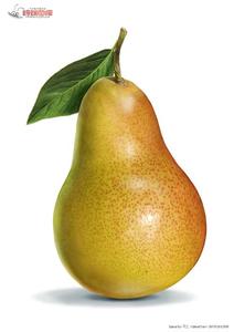 植物科属分类 梨子 梨子-科属分类，梨子-关于