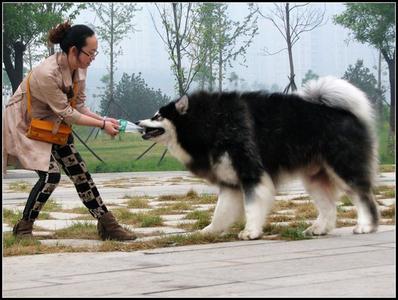 阿拉斯加犬巨型犬价格 普通阿拉和巨型阿拉斯加犬的区别