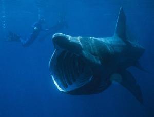 姥鲨 姥鲨 姥鲨-简介，姥鲨-发现