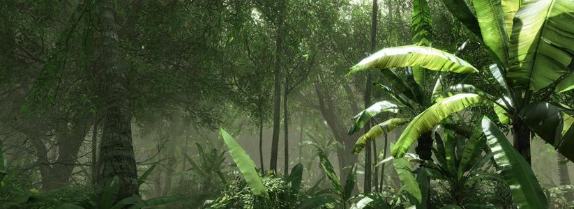 巴西热带雨林介绍 热带雨林[热带雨林] 热带雨林[热带雨林]-介绍，热带雨林[热带雨