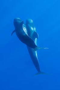短肢领航鲸 短肢领航鲸-地理分布，短肢领航鲸-生存习性