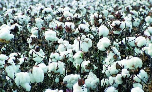 棉花分类 棉花 棉花-历史发展，棉花-主要分类