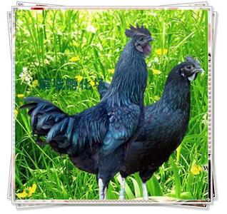 旧院黑鸡 旧院黑鸡-旧院黑鸡，旧院黑鸡-优良品种