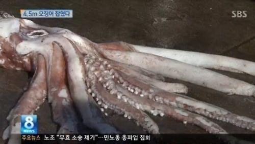 巨型鱿鱼 巨型鱿鱼-形态特征，巨型鱿鱼-发展历史