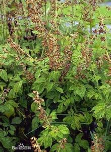 丹参 双子叶植物唇形科植物  丹参 双子叶植物唇形科植物 -形态特