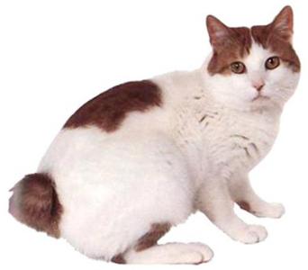 日本短尾猫 日本短尾猫-外形特征，日本短尾猫-生活习性