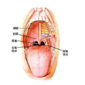 肺结核的诊断与治疗 咽部结核 咽部结核-【诊断】，咽部结核-【治疗措施】