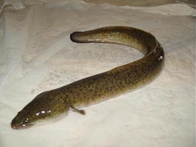 日本鳗鲡 日本鳗鲡-形态特征，日本鳗鲡-生长习性