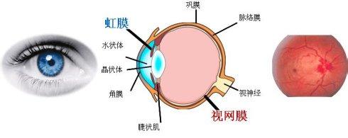 视网膜识别技术 视网膜识别技术 视网膜识别技术-概述，视网膜识别技术-发展历史