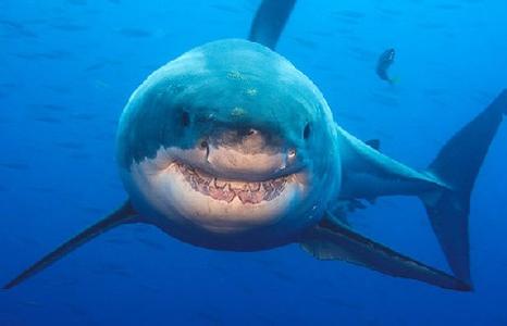 格陵兰鲨鱼 格陵兰鲨鱼 格陵兰鲨鱼-生活环境，格陵兰鲨鱼-利用价值