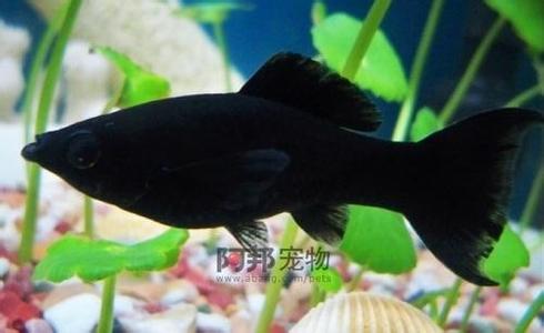 黑玛丽鱼 黑玛丽鱼-形态习性，黑玛丽鱼-饲养特点