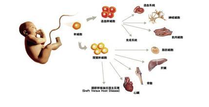 免疫功能低下怎么办 免疫功能低下 免疫功能低下-定义，免疫功能低下-免疫功能的产生