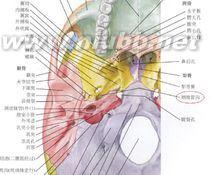咽鼓管 咽鼓管-解剖结构，咽鼓管-解剖位置