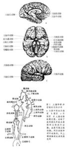 筋膜概念组成和功能 脑白质 脑白质-概念，脑白质-组成与功能