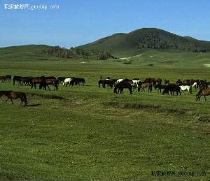 大牧场放牧业 大牧场放牧业 大牧场放牧业-概况，大牧场放牧业-代表国家