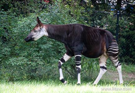 统计总体的基本特征是 Okapi Okapi-动物介绍，Okapi-总体特征