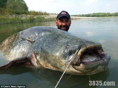 湄公河巨型鲶鱼 湄公河巨型鲶鱼 湄公河巨型鲶鱼-种类简介，湄公河巨型鲶鱼-外形