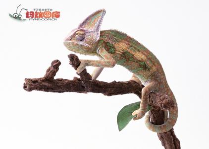 中国水龙和绿鬣蜥 龙蜥 龙蜥-简介，龙蜥-中国主要分布