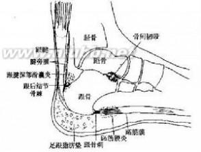 脚底筋膜炎 脚底筋膜炎-概念，脚底筋膜炎-发病原因
