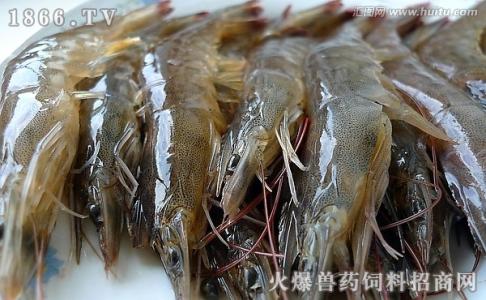 基围虾 基围虾-简介，基围虾-常见品种