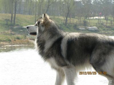 阿拉斯加雪橇犬 阿拉斯加雪橇犬 阿拉斯加雪橇犬-历史沿革，阿拉斯加雪橇犬-外形