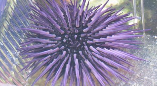 紫海胆 紫海胆-生活习性，紫海胆-营养方式