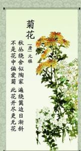 菊花元稹 菊花(元稹)阅读答案